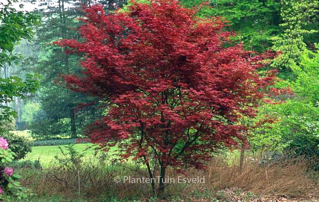Acer palmatum 'Chishio'