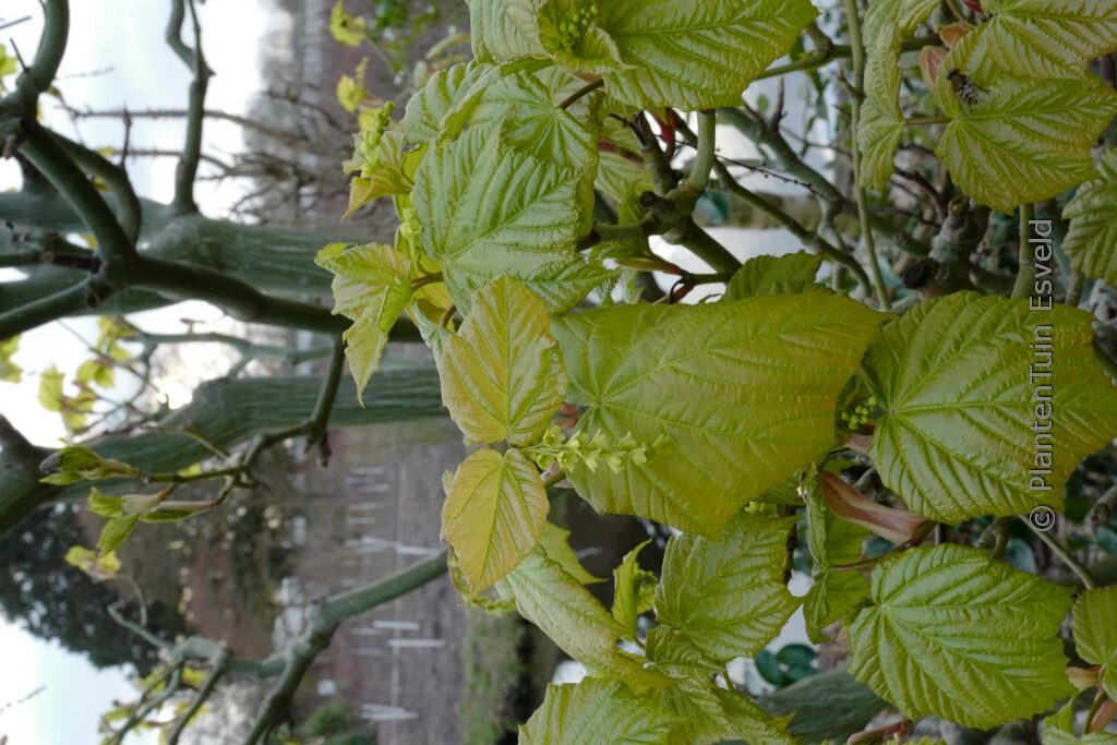 Acer tegmentosum - Image 5