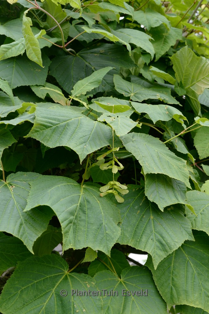 Acer tegmentosum - Image 6