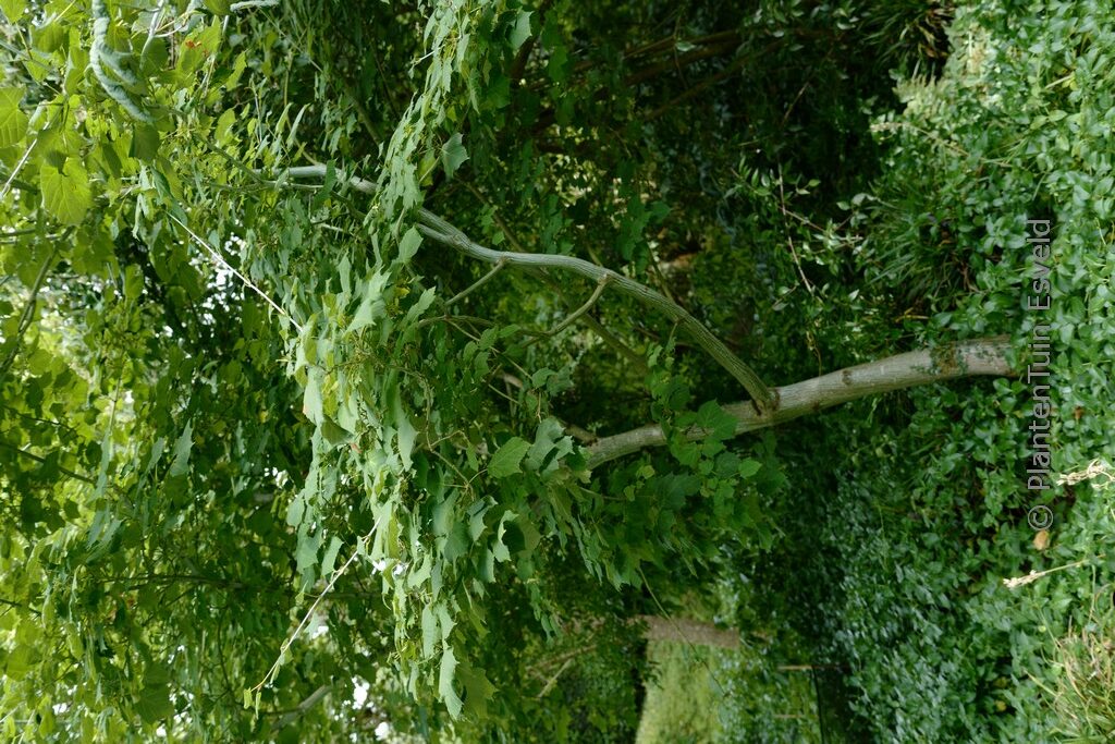 Acer tegmentosum - Image 7