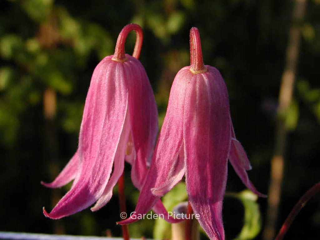 Clematis 'Rosy o'Grady'