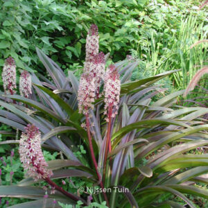 Eucomis comosa 'Sparkling Burgundy'