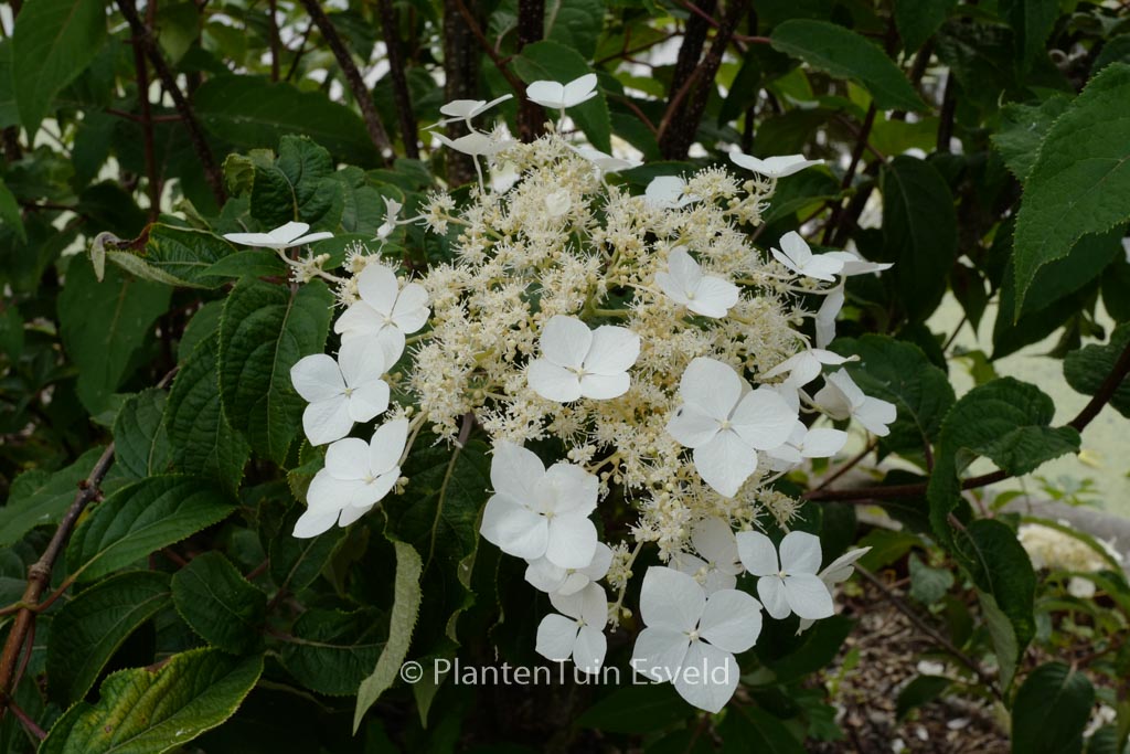 Hydrangea heteromalla 'Kalmthout'