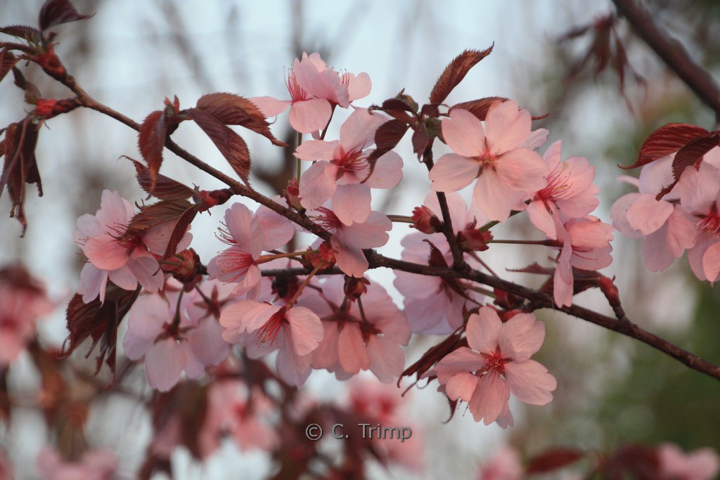 Prunus sargentii 'Charles Sargent' - Image 2