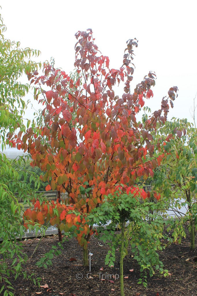 Prunus sargentii 'Charles Sargent' - Image 3