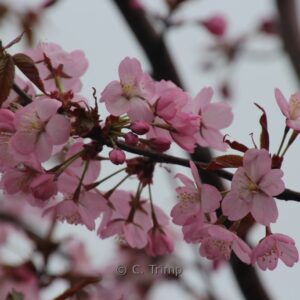 Prunus sargentii 'Charles Sargent'