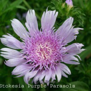 Stokesia laevis 'Purple Parasols'