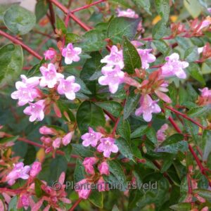 Abelia 'Edward Goucher'