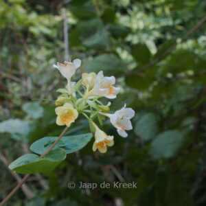 Abelia chinensis var. ionandra