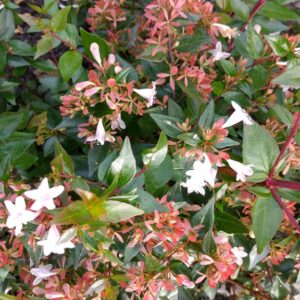 Abelia grandiflora
