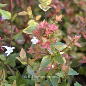 Abelia grandiflora 'Abelops02' (MYSTIC DAYDREAM)