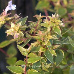 Abelia grandiflora 'Happy Daydream'