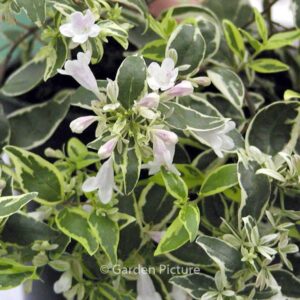 Abelia grandiflora 'Hopleys'