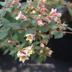 Abelia grandiflora 'Minduo1' (SUNNY CHARMS)