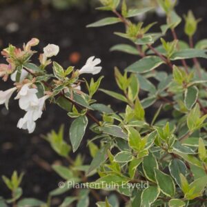 Abelia grandiflora 'Wevo1' (LUCKY LOTS)
