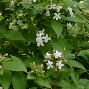 Abelia mosanensis