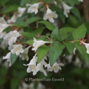 Abelia spathulata