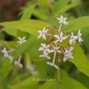 Abelia triflora