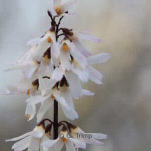 Abeliophyllum distichum