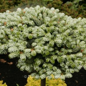 Abies koreana 'Kohout's Icebreaker'