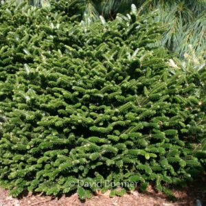 Abies koreana 'Oberon'