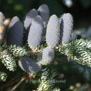 Abies koreana 'Silver Show'