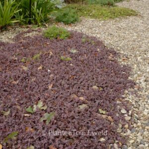 Acaena inermis 'Purpurea'