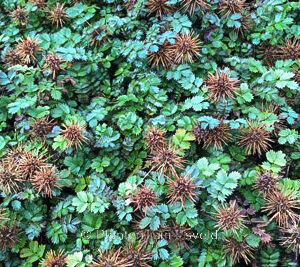 Acaena microphylla 'Dichte Matte'