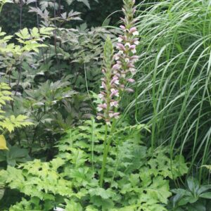Acanthus 'Morning Candle'