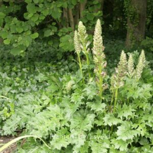 Acanthus mollis
