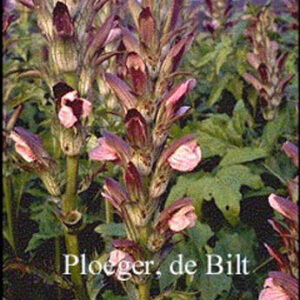 Acanthus mollis 'Latifolius'