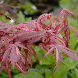 Acer palmatum 'Extravaganza'