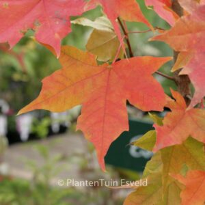 Acer 'Pacific Sunset'