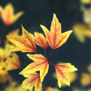 Acer buergerianum 'Shirley Debacq'