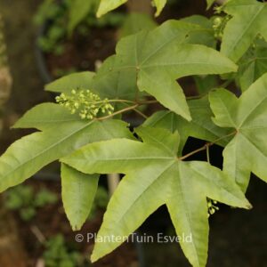 Acer campbellii ssp. sinense