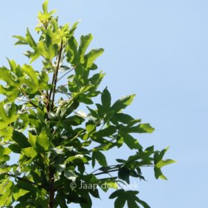 Acer campestre 'Anny's Globe'