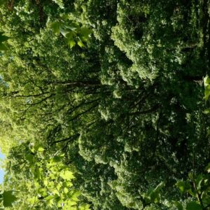 Acer campestre 'Elsrijk'