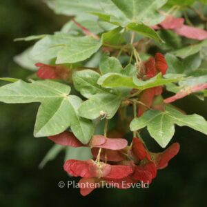 Acer campestre 'Red Shine'