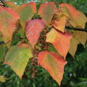 Acer capillipes
