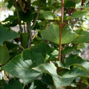 Acer capillipes 'Antoine'