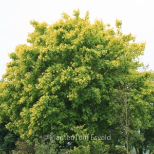 Acer cappadocicum 'Aureum'