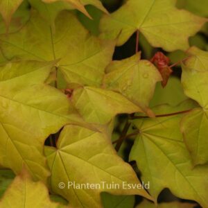 Acer cappadocicum 'De Oirsprong'