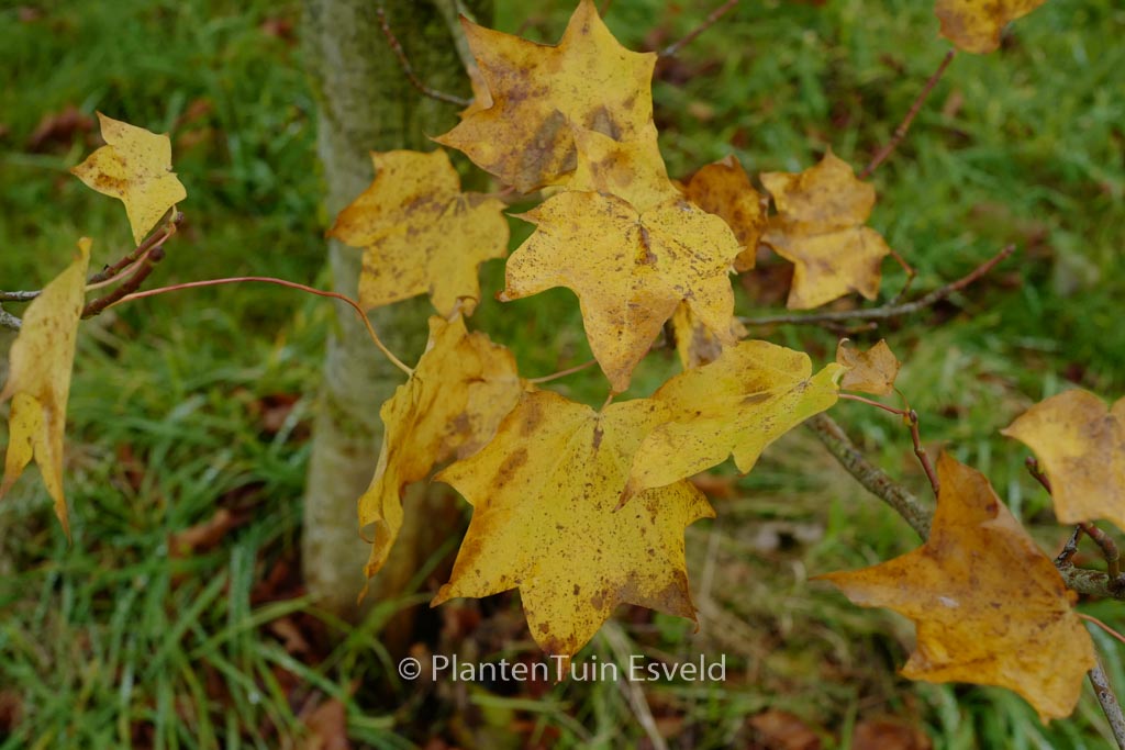 Acer cappadocicum 'Le Mesnil'