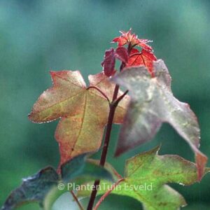 Acer cappadocicum 'Rubrum'