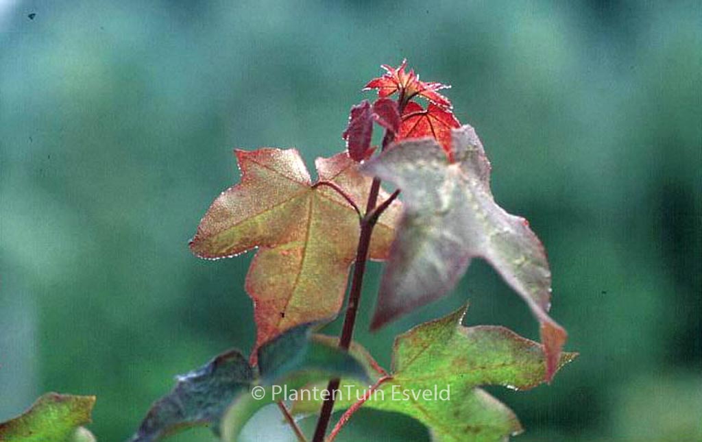 Acer cappadocicum 'Rubrum'
