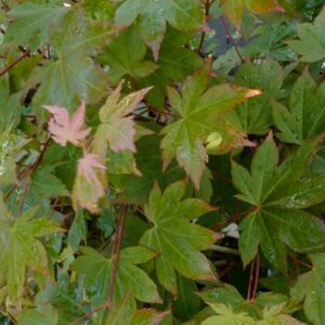 Acer circinatum 'Monroe'