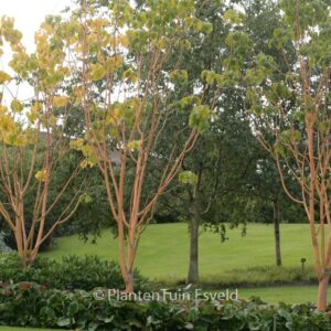 Acer conspicuum 'Phoenix'