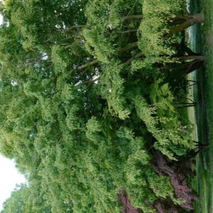 Acer davidii 'George Forrest'