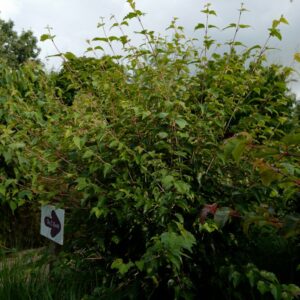 Acer davidii 'Hagelunie'