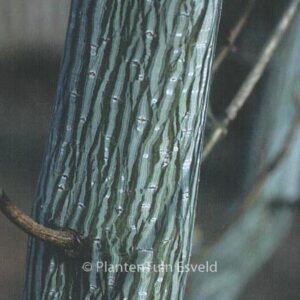 Acer davidii 'Madeline Spitta'